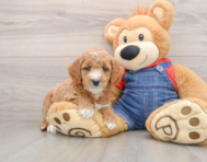 8 week old Mini Goldendoodle Puppy For Sale - Seaside Pups