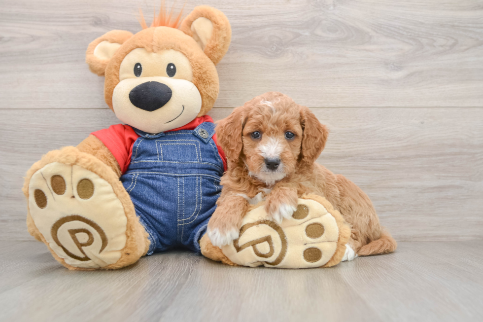 Adorable Golden Retriever Poodle Mix Poodle Mix Puppy