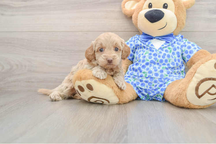 Mini Goldendoodle Pup Being Cute
