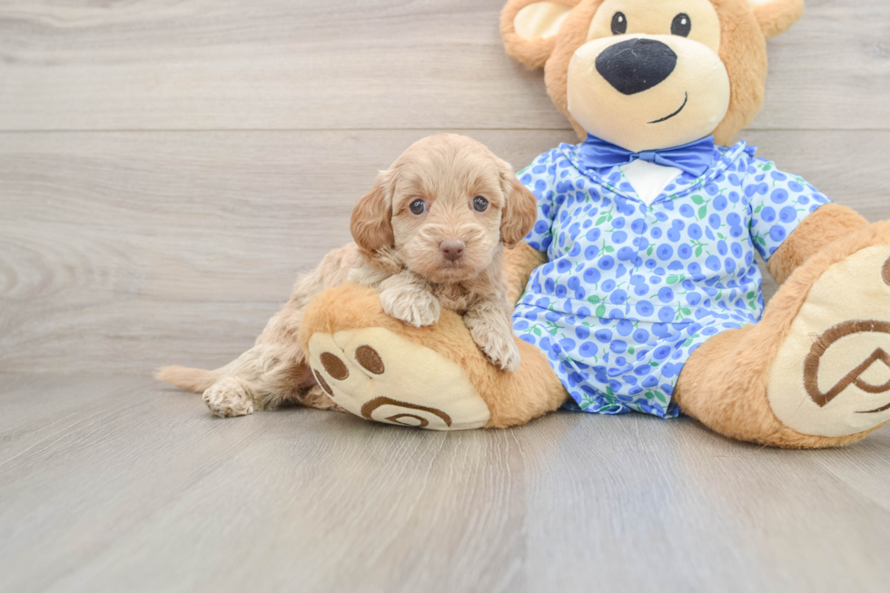 Mini Goldendoodle Pup Being Cute