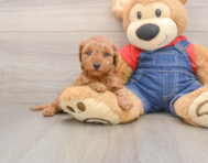 8 week old Mini Goldendoodle Puppy For Sale - Seaside Pups