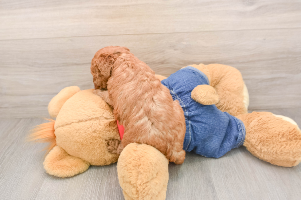 Little Mini Goldenpoo Poodle Mix Puppy