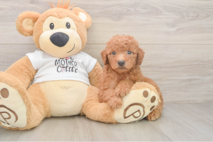 Playful Mini Groodle Poodle Mix Puppy