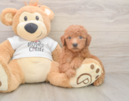 7 week old Mini Goldendoodle Puppy For Sale - Seaside Pups