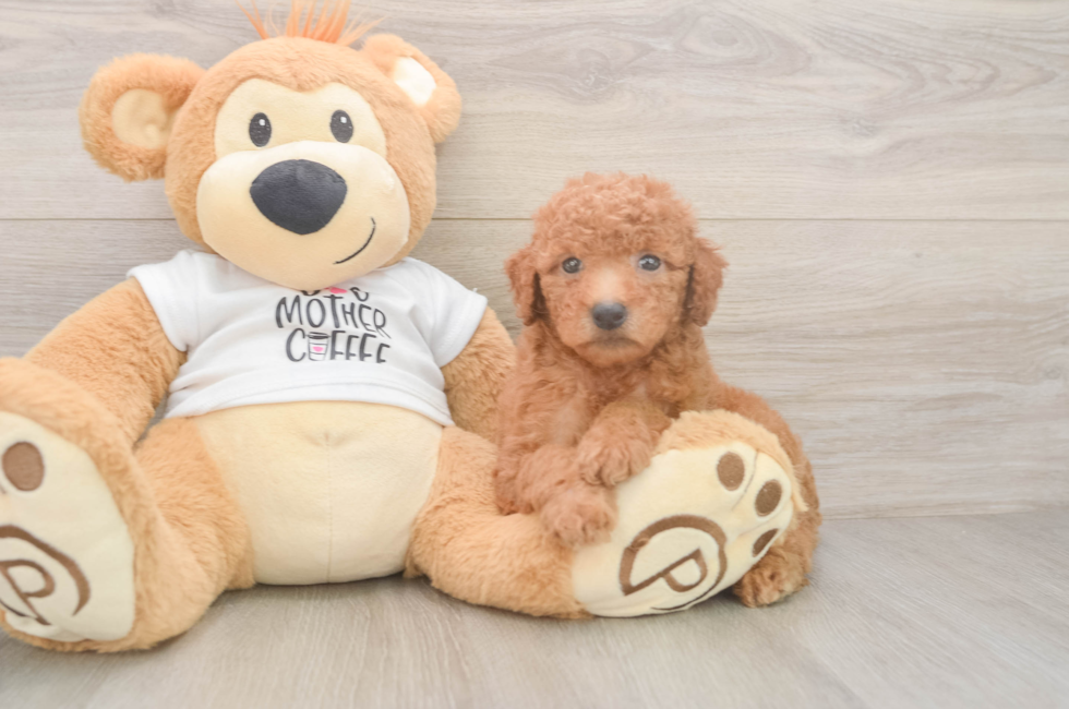 5 week old Mini Goldendoodle Puppy For Sale - Seaside Pups