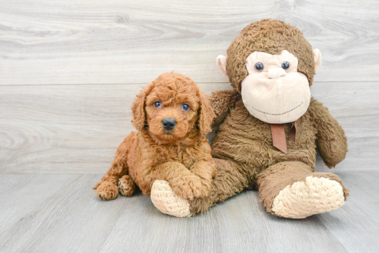 Meet Graham - our Mini Goldendoodle Puppy Photo  1/2 - Seaside Pups Best Mini Goldendoodle Baby