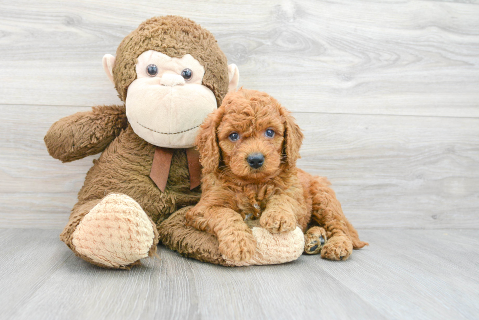 Meet Graham - our Mini Goldendoodle Puppy Photo  2/2 - Seaside Pups Sweet Mini Goldendoodle Baby