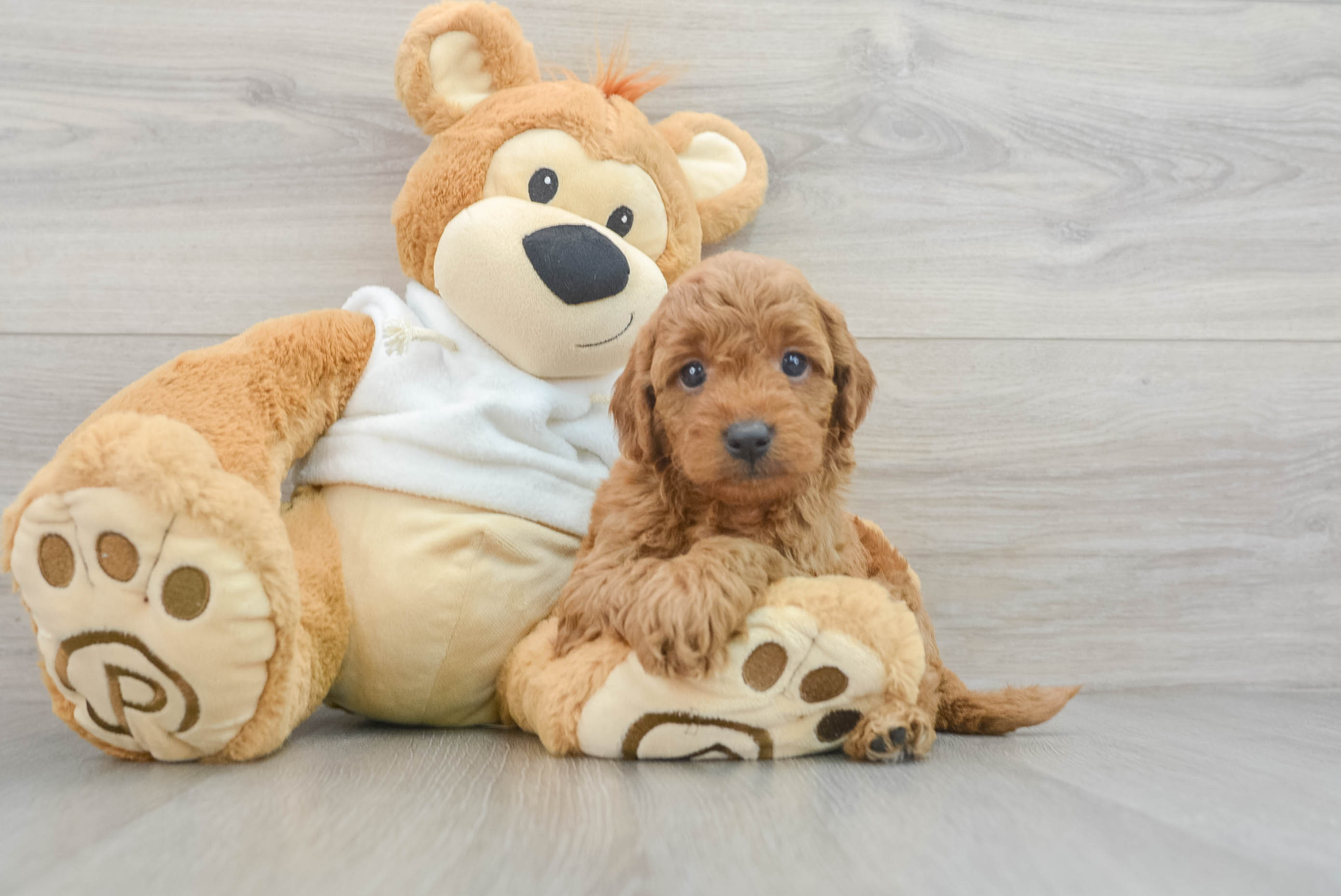 Happy Mini Goldendoodle Baby