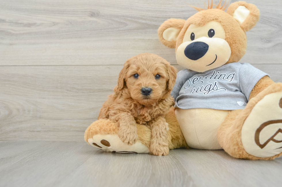 5 week old Mini Goldendoodle Puppy For Sale - Seaside Pups