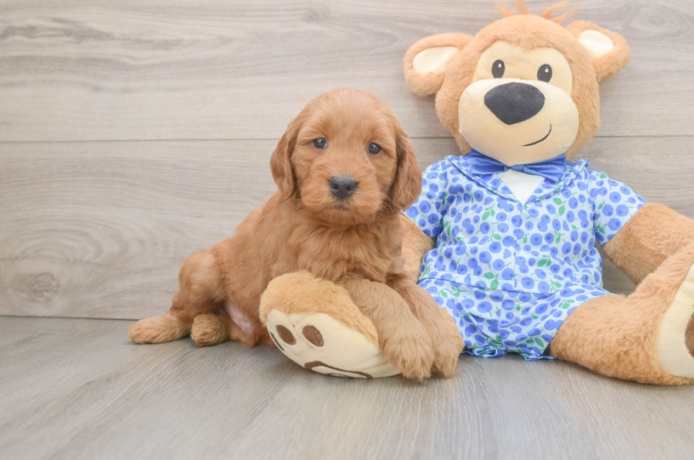 6 week old Mini Goldendoodle Puppy For Sale - Seaside Pups