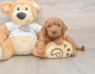 7 week old Mini Goldendoodle Puppy For Sale - Seaside Pups