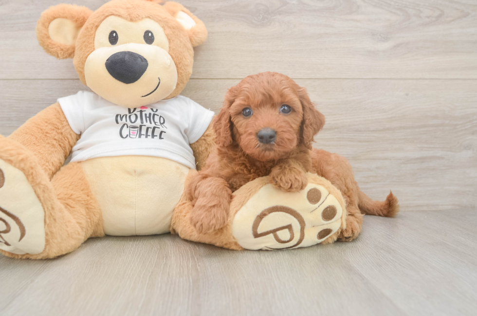 5 week old Mini Goldendoodle Puppy For Sale - Seaside Pups