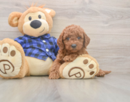 6 week old Mini Goldendoodle Puppy For Sale - Seaside Pups