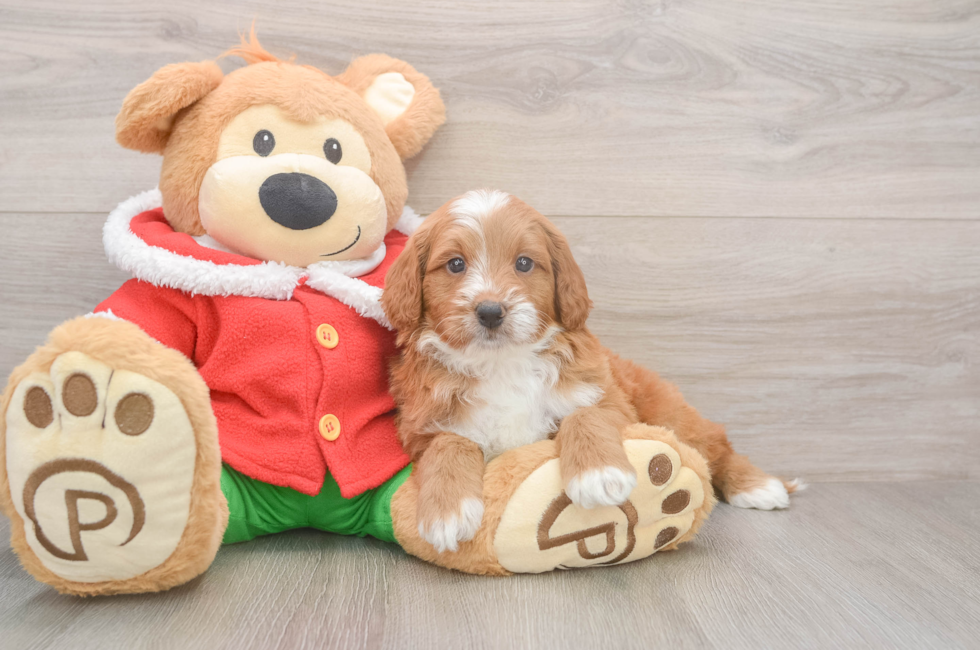 5 week old Mini Goldendoodle Puppy For Sale - Seaside Pups