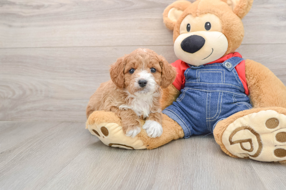 Mini Goldendoodle Puppy for Adoption