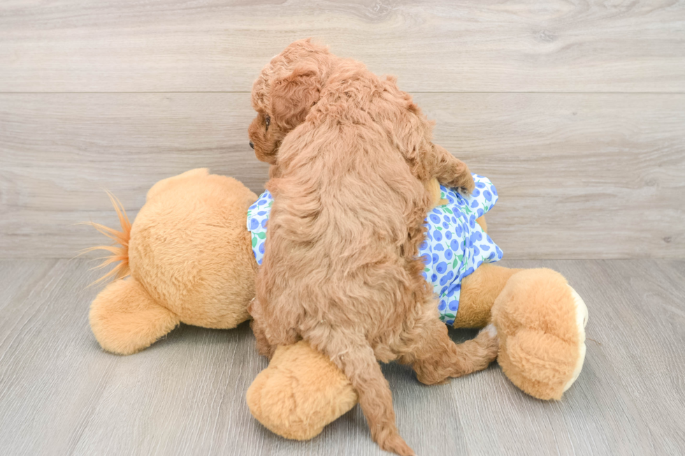 Best Mini Goldendoodle Baby