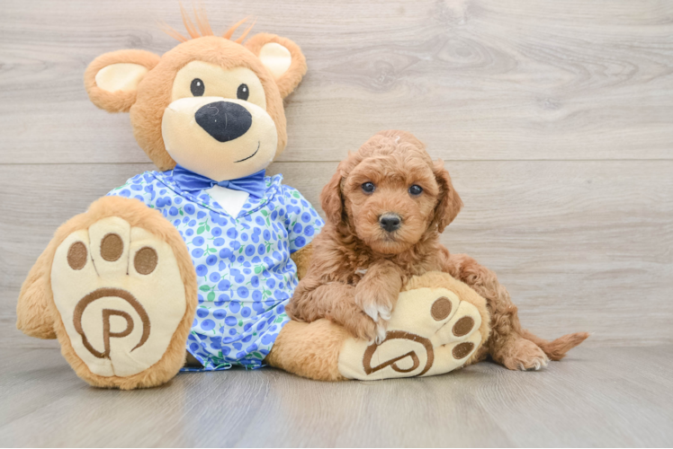 Mini Goldendoodle Pup Being Cute