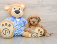 6 week old Mini Goldendoodle Puppy For Sale - Seaside Pups