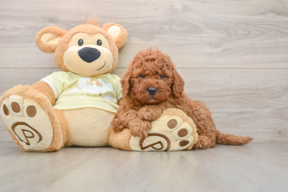 Adorable Golden Retriever Poodle Mix Poodle Mix Puppy