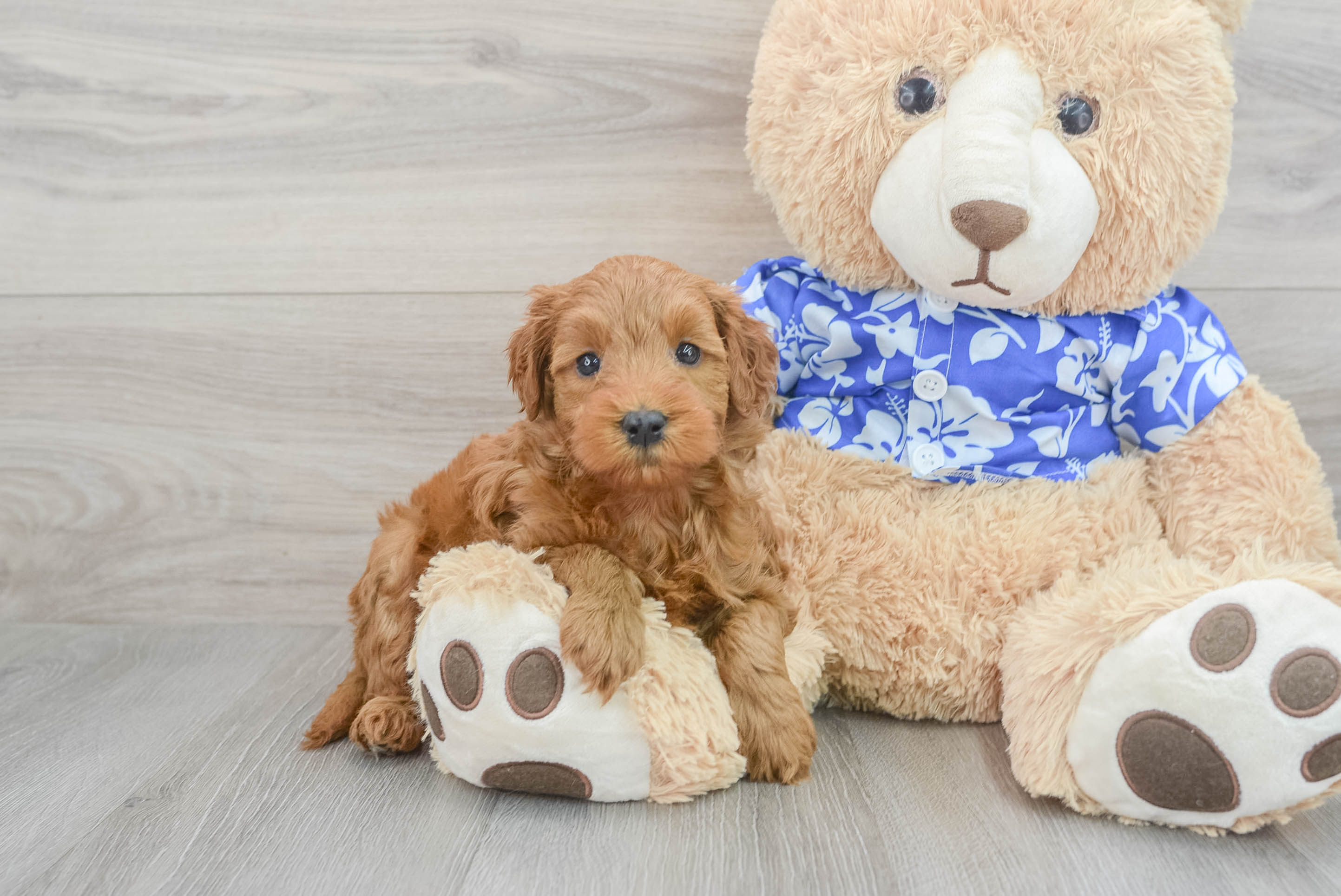 Mini Goldendoodle Puppy for Adoption