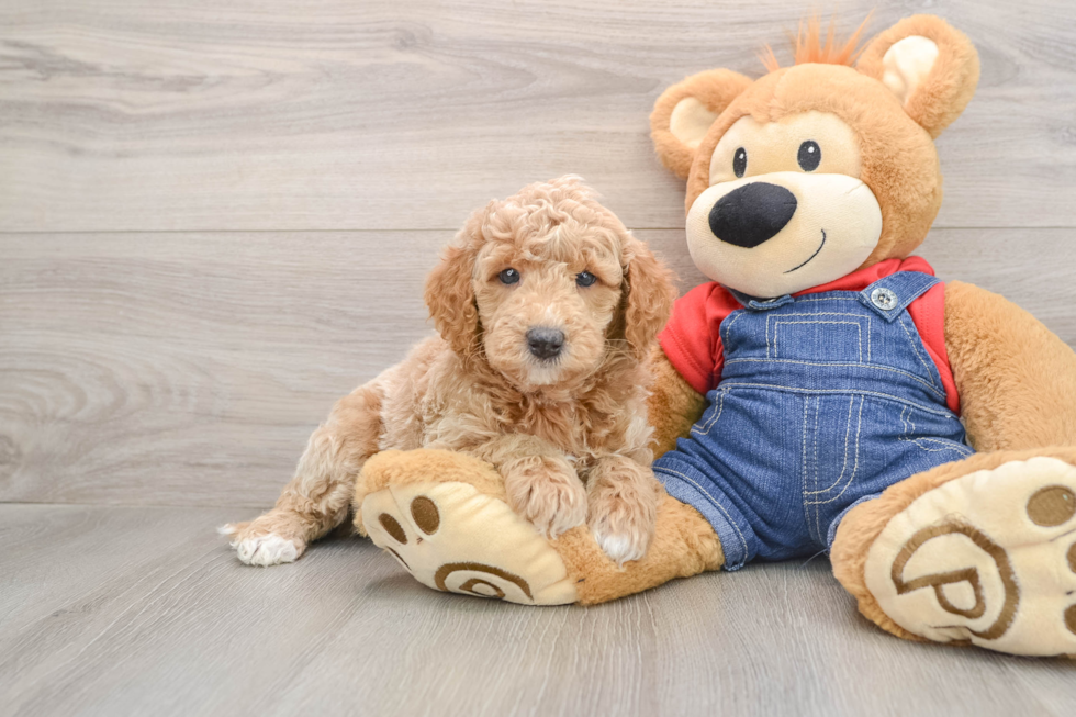 Best Mini Goldendoodle Baby