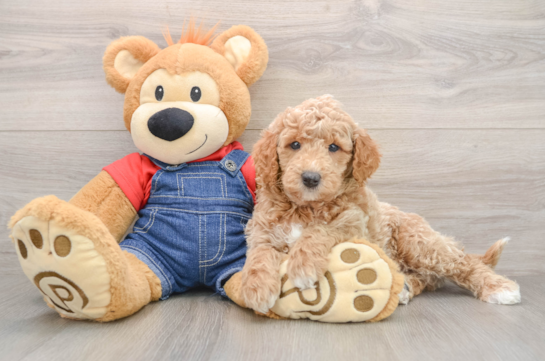 Adorable Golden Retriever Poodle Mix Poodle Mix Puppy