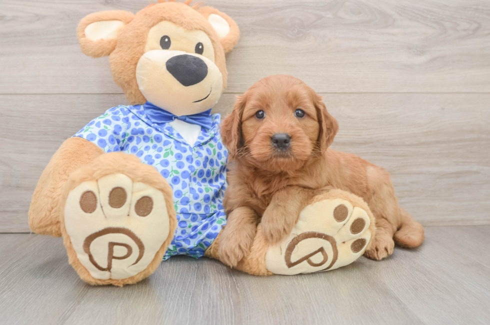 6 week old Mini Goldendoodle Puppy For Sale - Seaside Pups