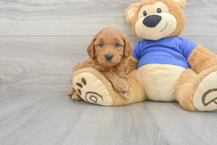Playful Golden Retriever Poodle Mix Puppy