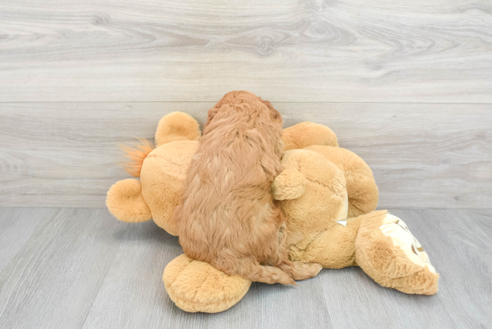 Cute Mini Goldendoodle Baby