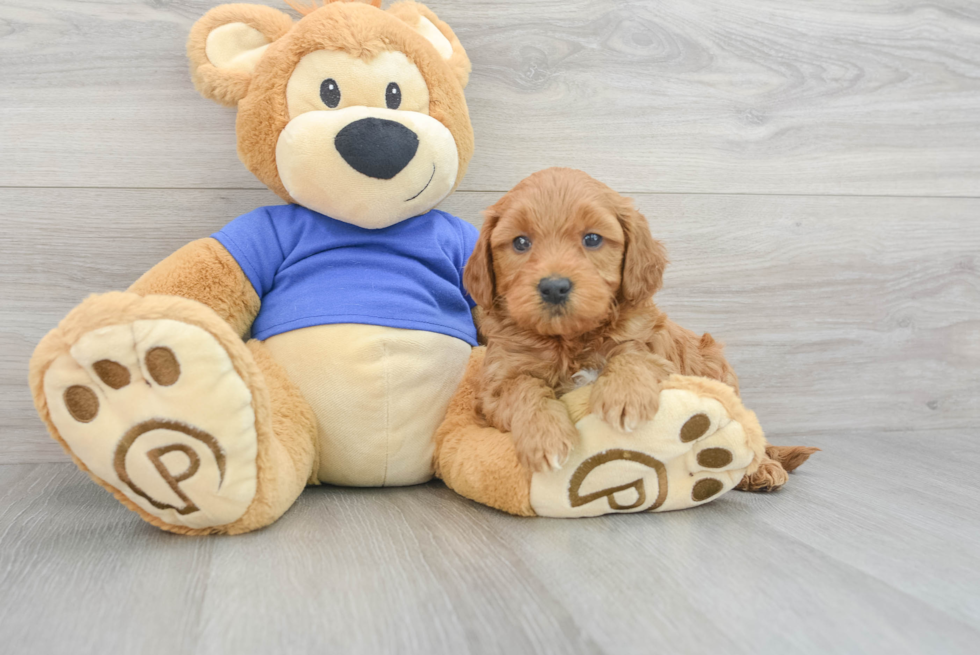 Friendly Mini Goldendoodle Baby