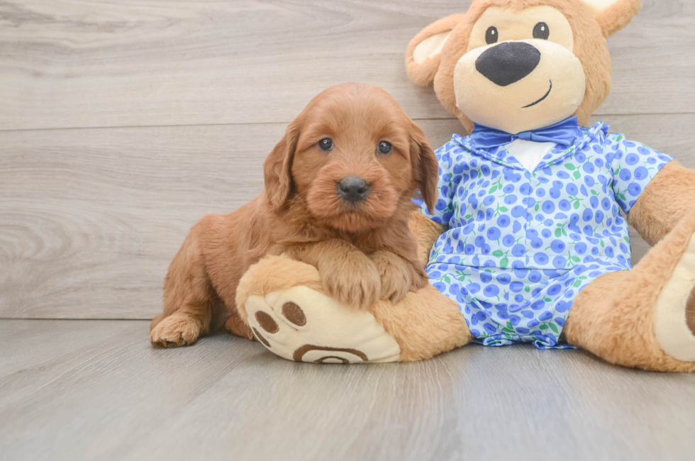 6 week old Mini Goldendoodle Puppy For Sale - Seaside Pups