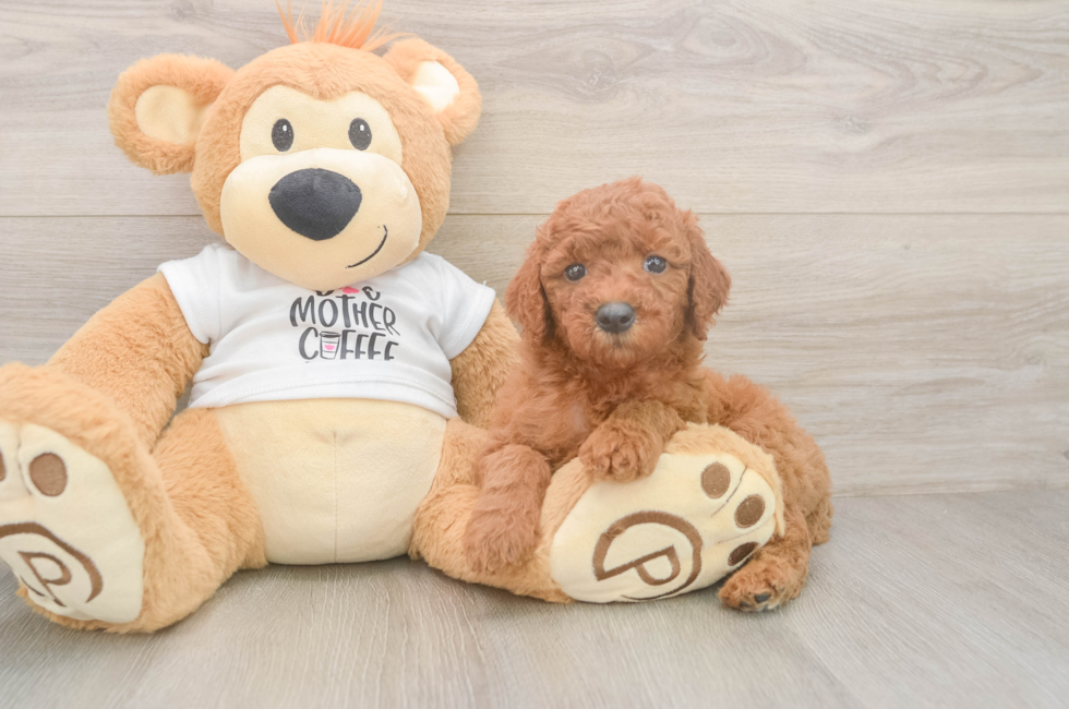 5 week old Mini Goldendoodle Puppy For Sale - Seaside Pups
