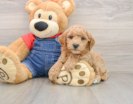7 week old Mini Goldendoodle Puppy For Sale - Seaside Pups