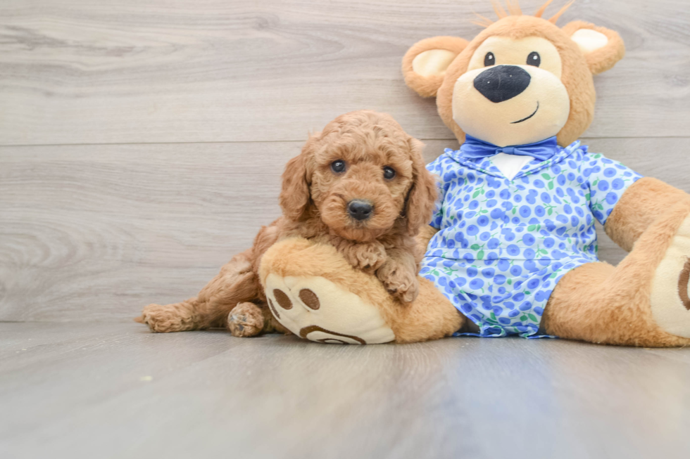 Funny Mini Goldendoodle Poodle Mix Pup