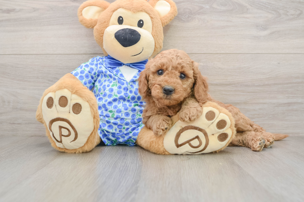 Best Mini Goldendoodle Baby