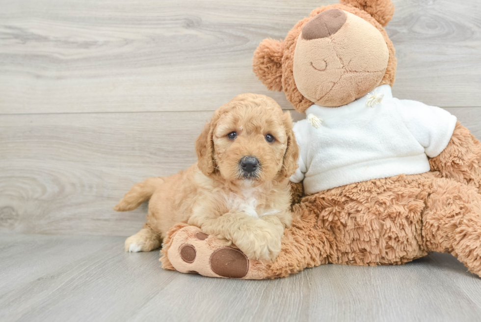 Fluffy Mini Goldendoodle Poodle Mix Pup