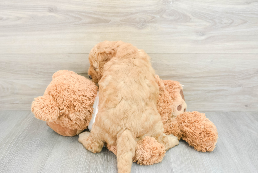 Best Mini Goldendoodle Baby