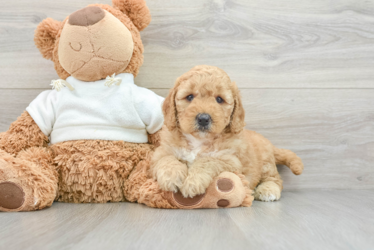 Playful Mini Groodle Poodle Mix Puppy