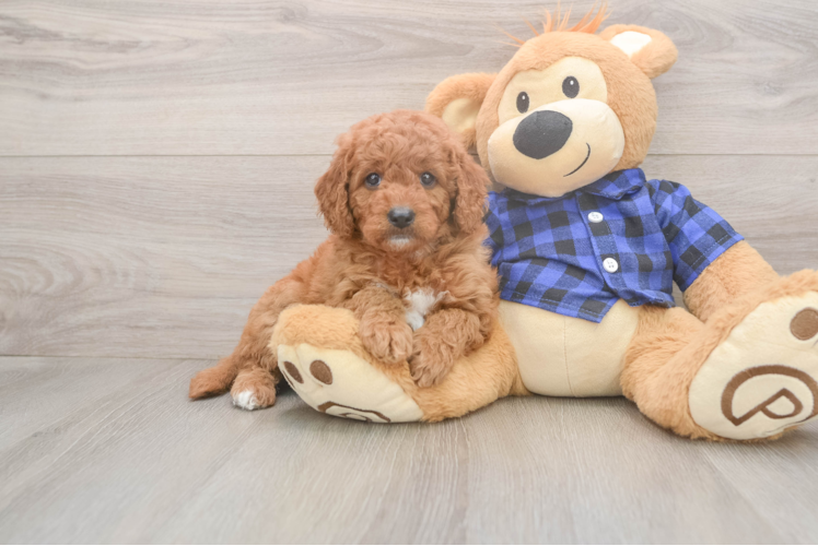 Small Mini Goldendoodle Baby