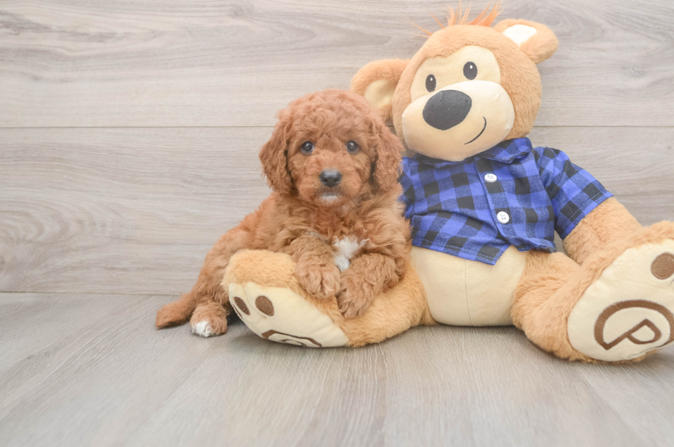 6 week old Mini Goldendoodle Puppy For Sale - Seaside Pups