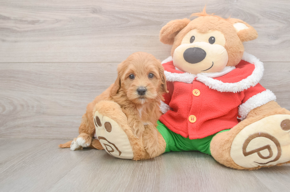 5 week old Mini Goldendoodle Puppy For Sale - Seaside Pups