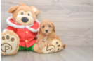 Mini Goldendoodle Puppy for Adoption