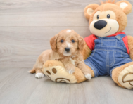 8 week old Mini Goldendoodle Puppy For Sale - Seaside Pups