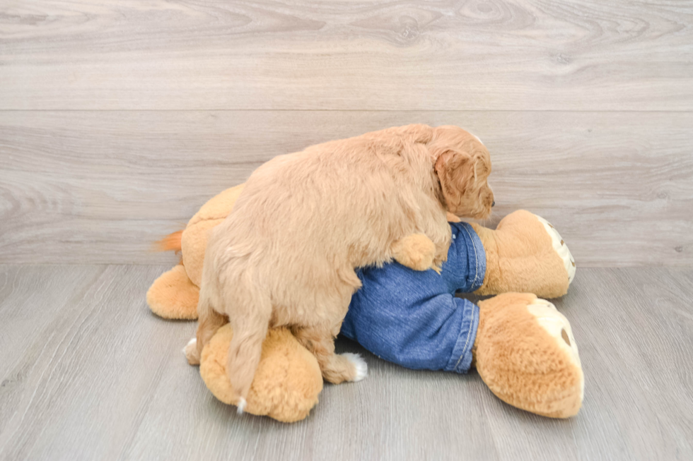 Mini Goldendoodle Pup Being Cute