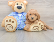 6 week old Mini Goldendoodle Puppy For Sale - Seaside Pups