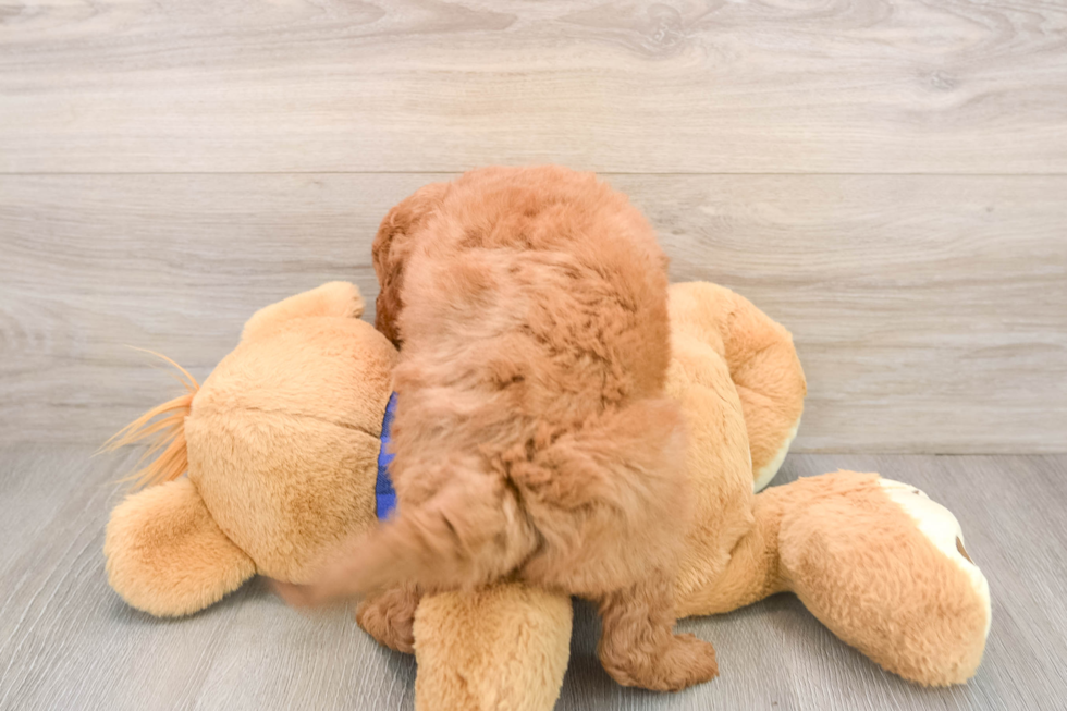 Popular Mini Goldendoodle Poodle Mix Pup