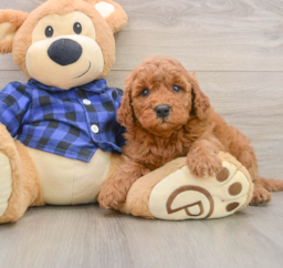 7 week old Mini Goldendoodle Puppy For Sale - Seaside Pups