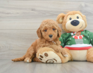 7 week old Mini Goldendoodle Puppy For Sale - Seaside Pups