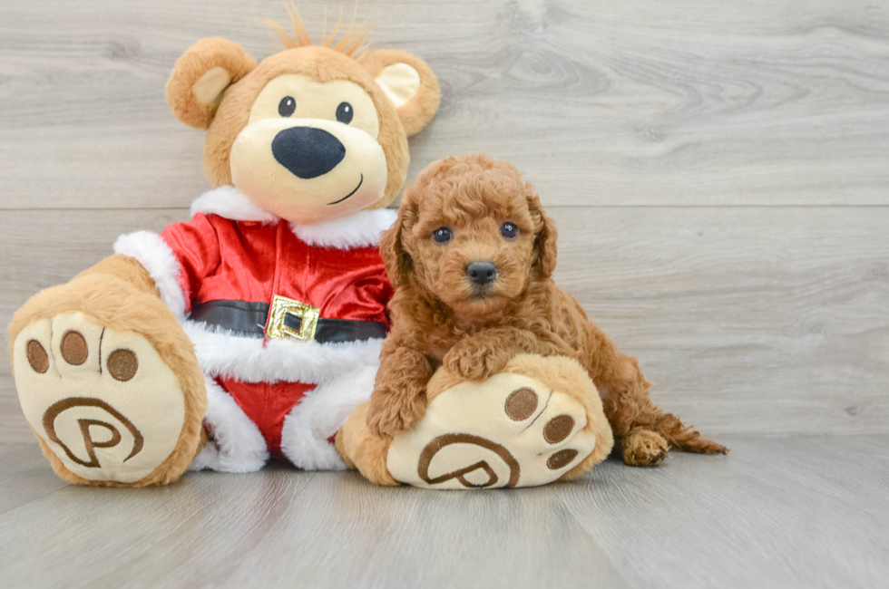 6 week old Mini Goldendoodle Puppy For Sale - Seaside Pups