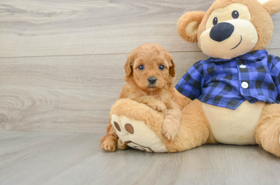 5 week old Mini Goldendoodle Puppy For Sale - Seaside Pups